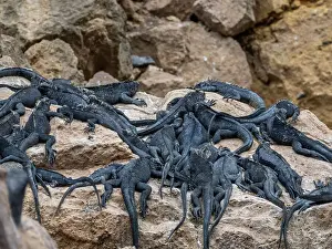 Adult Galapagos marine iguanas (Amblyrhynchus cristatus), basking in the sunshine, Isabela Island, Galapagos Islands, UNESCO World Heritage Site, Ecuador, South America