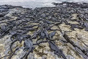 Marine Iguanas Prints: Adult Galapagos marine iguanas (Amblyrhynchus cristatus) basking on Fernandina Island