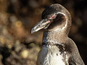 An adult Galapagos penguin (Spheniscus mendiculus), on the rocks in Urbina Bay, Galapagos Islands, UNESCO World Heritage Site, Ecuador, South America