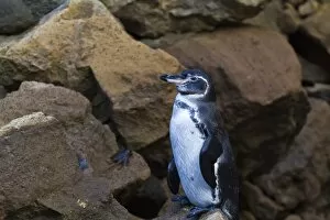 Bartolome Island Gallery: Adult Galapagos penguin (Spheniscus mendiculus), Bartolome Island, Galapagos Islands, Ecuador