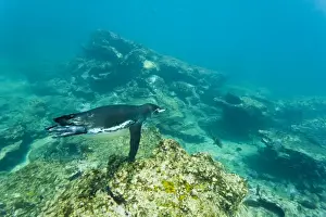Adult Galapagos penguin (Spheniscus mendiculus) underwater, Bartolome Island, Galapagos Islands, Ecuador, South America