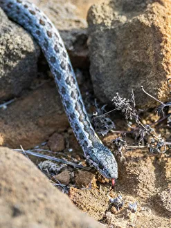 Snake Prints: An adult Galapagos racer (Pseudalsophis biserialis)