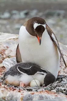 Antarctic Prints: Adult gentoo penguin cares for chick and unviable egg in Antarctica during nesting period