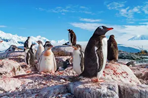 Antarctic Prints: Adult gentoo penguin with chicks in Antarctica observing surroundings on rocky shore