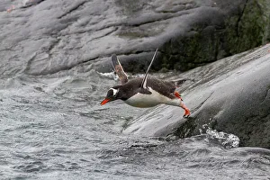 Animal Adaptation Prints: Adult gentoo penguin (Pygoscelis papua)