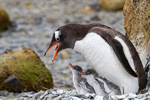 Young Birds Prints: Adult gentoo penguin (Pygoscelis papua)