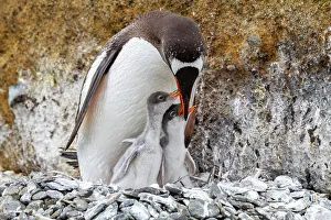 Nurture Prints: Adult gentoo penguin (Pygoscelis papua)