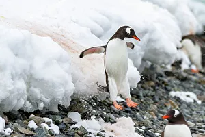 Cold Environment Prints: Adult gentoo penguin (Pygoscelis papua)
