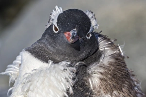 Jougla Point Prints: Adult gentoo penguin (Pygoscelis papua) moulting