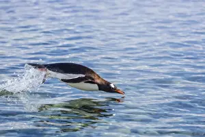 Leaping Prints: Adult gentoo penguin (Pygoscelis papua) porpoising