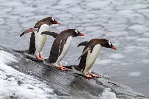 Saltwater Prints: Adult gentoo penguins (Pygoscelis papua)