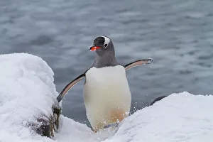 Saltwater Prints: Adult gentoo penguins (Pygoscelis papua)