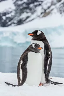 Flightless Bird Gallery: Adult gentoo penguins (Pygoscelis papua), Neko Harbor, Antarctica, Southern Ocean, Polar Regions