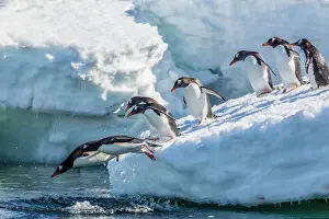 Day Time Prints: Adult gentoo penguins (Pygoscelis papua) leaping into the sea in Mickelson Harbor