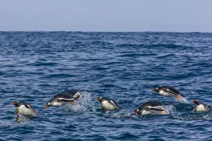 Adult gentoo penguins (Pygoscelis papua) porpoising for speed in Cooper Bay, South Georgia, UK Overseas Protectorate, Polar Regions