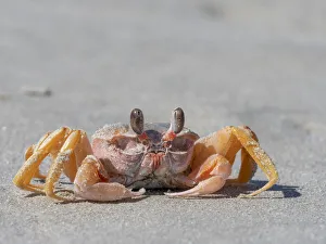Crab Prints: Adult ghost crab (Ocypode spp), on the beach at Isla Magdalena, Baja California Sur