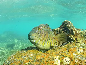 Coral Reef Prints: An adult giant hawkfish (Cirrhitus rivulatus)