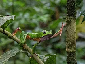 Skills Prints: An adult giant monkey frog, Phyllomedusa bicolori
