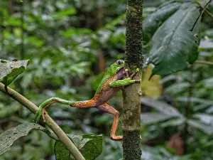 Amphibian Prints: An adult giant monkey frog, Phyllomedusa bicolori