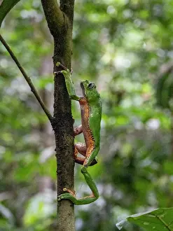 Amphibian Prints: An adult giant monkey frog, Phyllomedusa bicolori