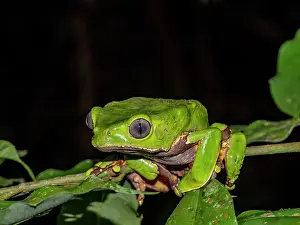 Visibility Prints: An adult giant monkey frog, Phyllomedusa bicolori