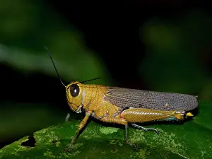 Giant Prints: Adult giant red-winged grasshopper