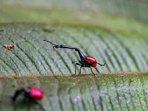 Bright Prints: Adult giraffe weevil, Trachelophorus giraffa, on a leaf in Madagascar during daytime hours