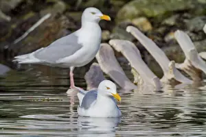 Whale Prints: Adult glaucous gull (Larus hyperboreus) near fin whale carcass in the Svalbard Archipelago