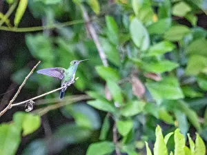 Stillness Prints: An adult Glittering-throated Emerald
