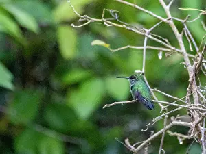 Plumage Prints: An adult Glittering-throated Emerald