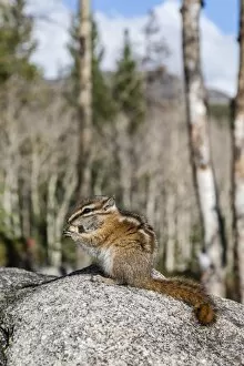 Images Dated 15th October 2009: An adult golden-mantled ground squirrel (Callospermophilus lateralis) feeding