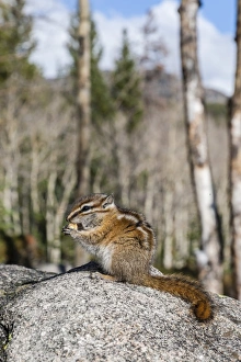 Images Dated 15th October 2009: An adult golden-mantled ground squirrel (Callospermophilus lateralis) feeding