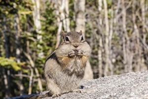 Images Dated 17th October 2009: An adult golden-mantled ground squirrel (Callospermophilus lateralis)