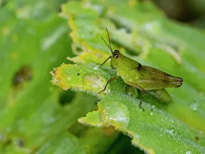 Entomology Prints: Adult grasshopper, Paulinia acuminata