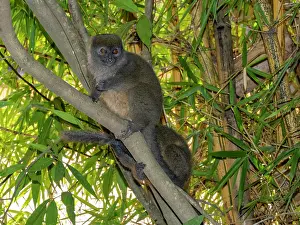 Mammals Prints: Adult gray bamboo lemur rests on a tree branch in Lemur Park