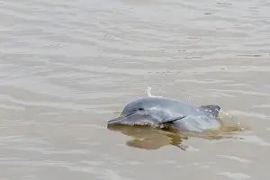 Breaching Prints: Adult gray dolphin (bufeo gris) (Sotalia fluviatilis), Amazon National Park, Loreto