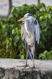 Ardea Herodias Prints: Adult Great blue heron (Ardea herodias)