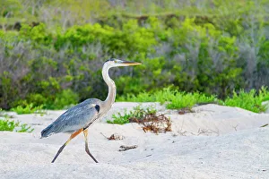 Animal Kingdom Prints: Adult great blue heron (Ardea herodias cognata) hunting for green sea turtle hatchlings in the Galapagos Islands