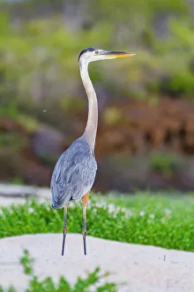 Shorebird Prints: Adult great blue heron (Ardea herodias cognata) hunting for green sea turtle hatchlings in the Galapagos Islands