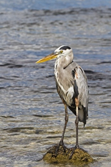 Santa Cruz Island Prints: Adult great blue heron (Ardea herodias cognata)