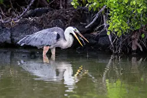 Shorebirds Prints: Adult great blue heron (Ardea herodias cognata) feeding on green sea turtle hatchlings