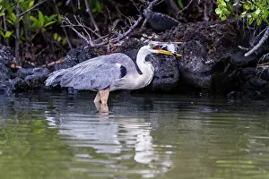 Ecological Diversity Prints: Adult great blue heron (Ardea herodias cognata) feeding on green sea turtle hatchlings