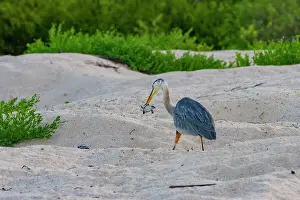 Sandy Beach Prints: Adult great blue heron (Ardea herodias cognata) feeding on green sea turtle hatchlings