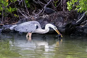 Animal Kingdom Prints: Adult great blue heron (Ardea herodias cognata) feeding on green sea turtle hatchlings