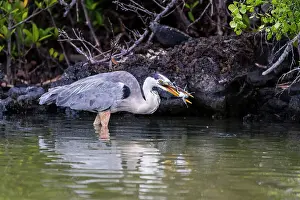 Animal Kingdom Prints: Adult great blue heron (Ardea herodias cognata) feeding on green sea turtle hatchlings