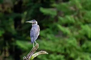 Natural Setting Prints: An adult great blue heron (Ardea herodias) perched beside a river in Misty Fjords National Monument