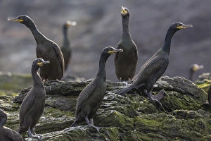 Foula Island Prints: Adult great cormorant (shag) (Phalacrocorax carbo)