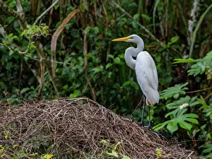 Refuge Prints: An adult great egret, Ardea alba, perched on a tree in the Pacaya Samiria Preserve, Peru