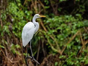 Legs Prints: An adult great egret, Ardea alba, perched on a tree in the Pacaya Samiria Preserve, Peru