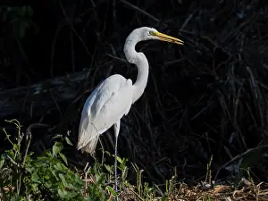 Beak Prints: An adult great egret, Ardea alba
